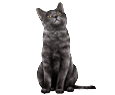 Shiny chartreux ##STADE## - robe 1410000145
